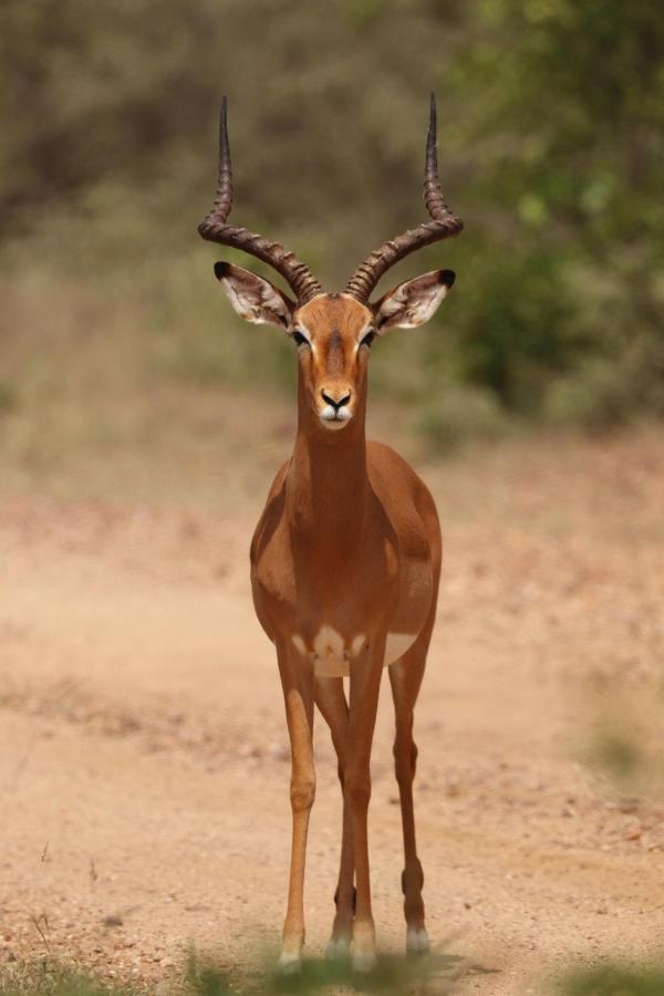 Ngangane Lodge & Reserve Francistown Luaran gambar