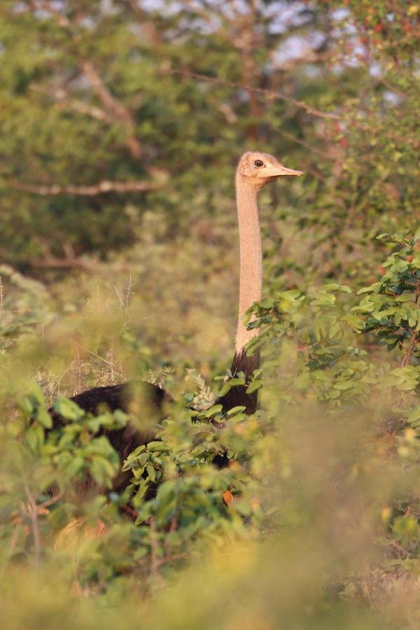Ngangane Lodge & Reserve Francistown Luaran gambar
