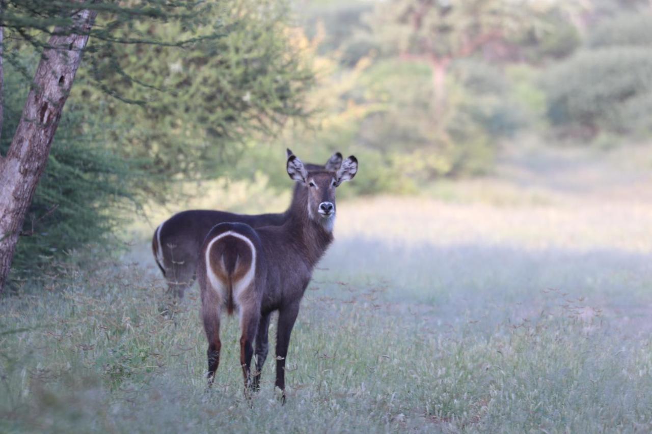 Ngangane Lodge & Reserve Francistown Luaran gambar