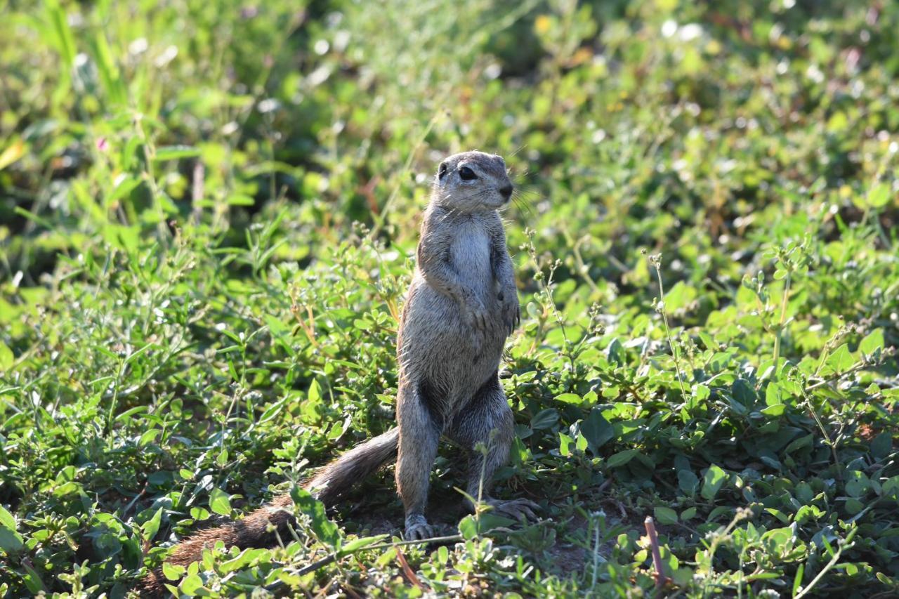 Ngangane Lodge & Reserve Francistown Luaran gambar