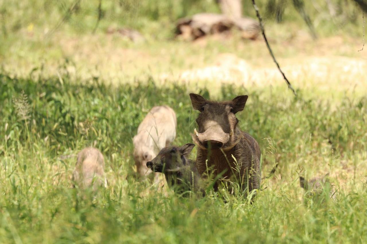 Ngangane Lodge & Reserve Francistown Luaran gambar
