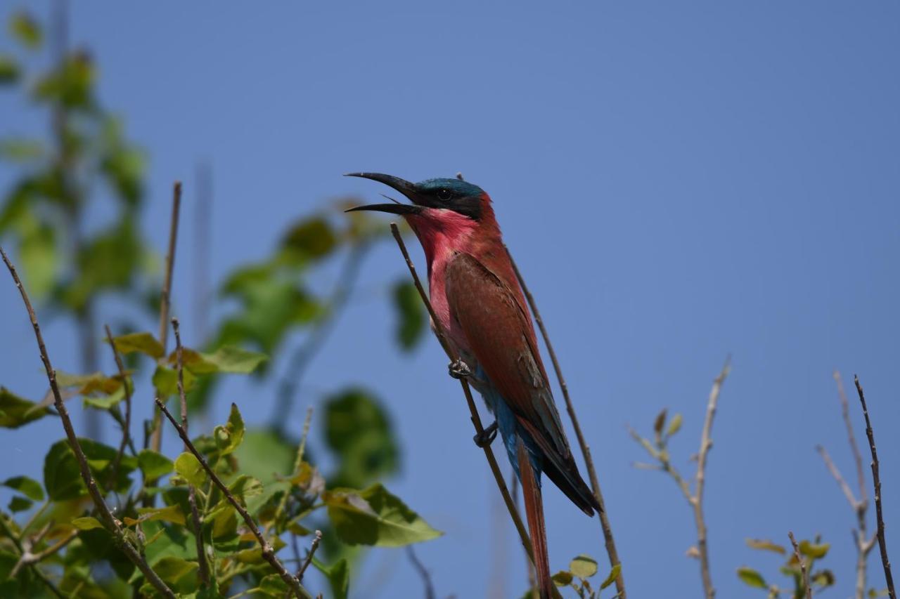 Ngangane Lodge & Reserve Francistown Luaran gambar