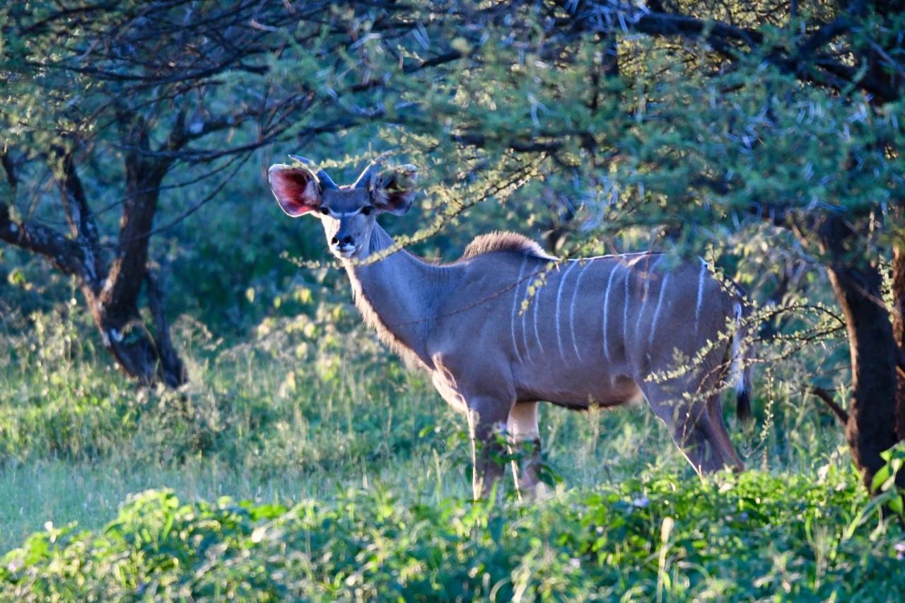 Ngangane Lodge & Reserve Francistown Luaran gambar