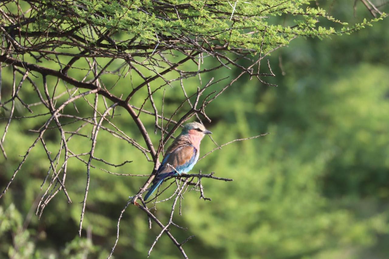 Ngangane Lodge & Reserve Francistown Luaran gambar