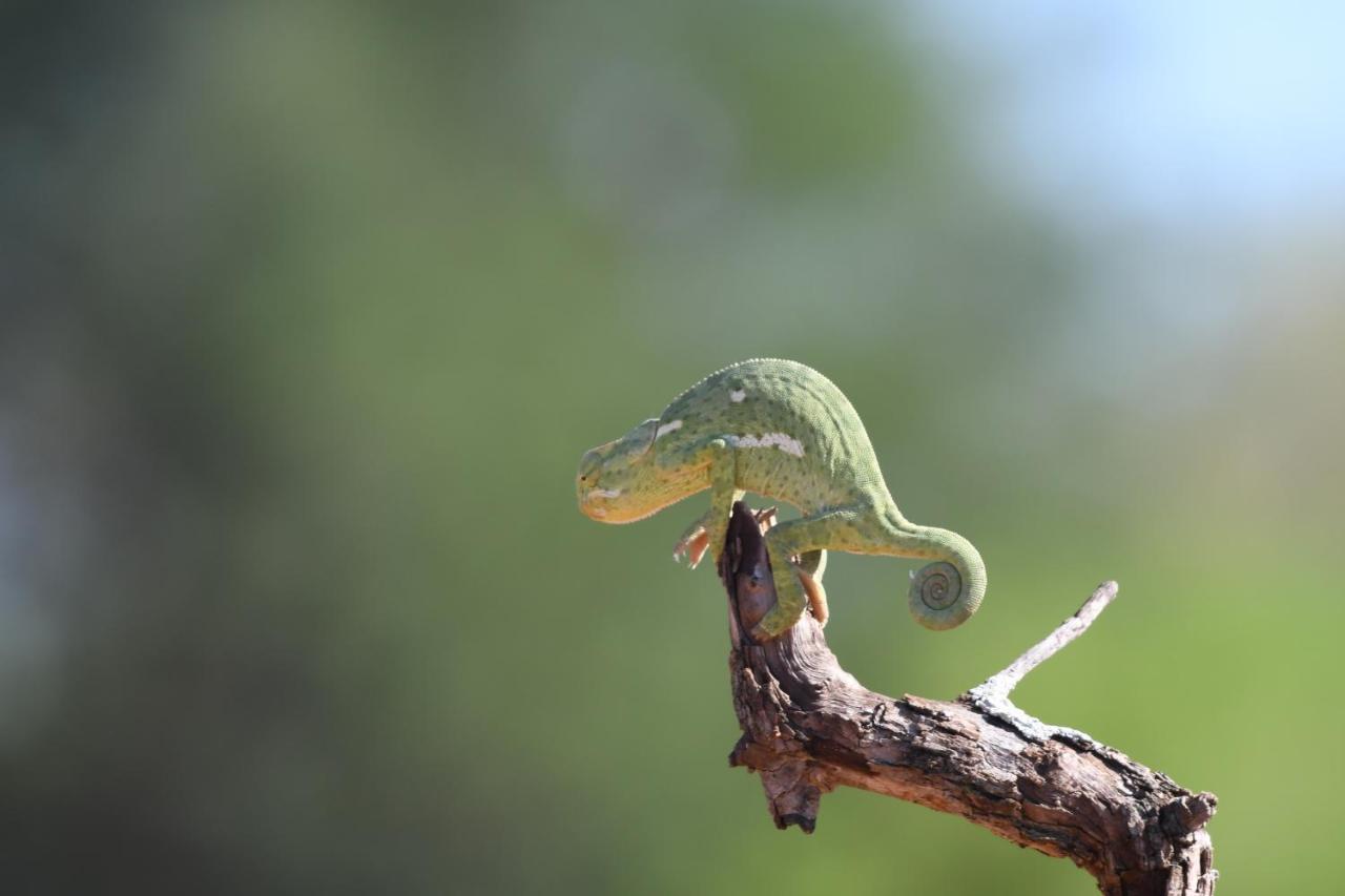 Ngangane Lodge & Reserve Francistown Luaran gambar